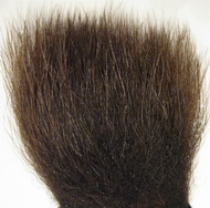 polar bear dark brown premium